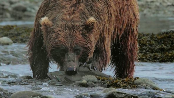 Divocí bojovníci (1)