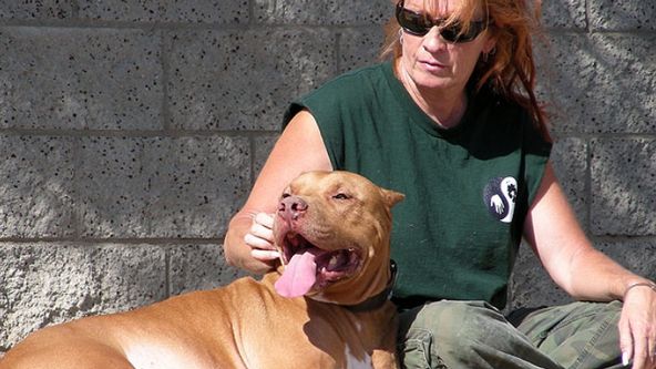 Pitbulové a propuštění trestanci IX (16)