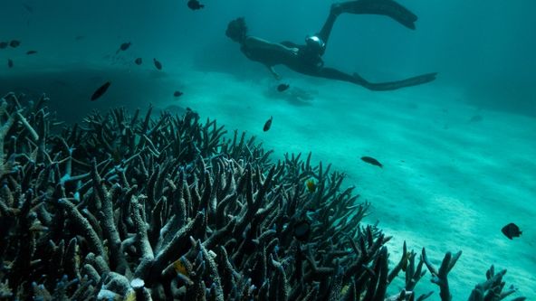 Hlubinné potápění v Austrálii (2)