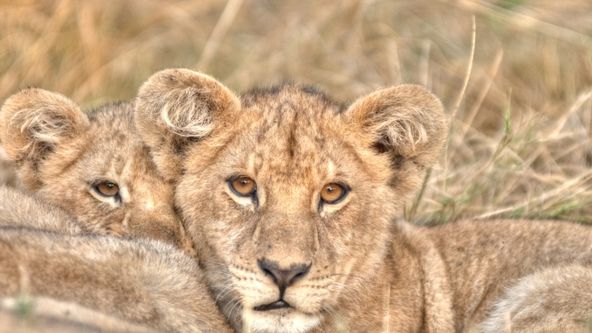 Lví bratři: Od kotěte po krále