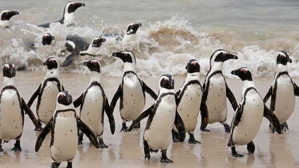 Setkání s tučňáky (3)