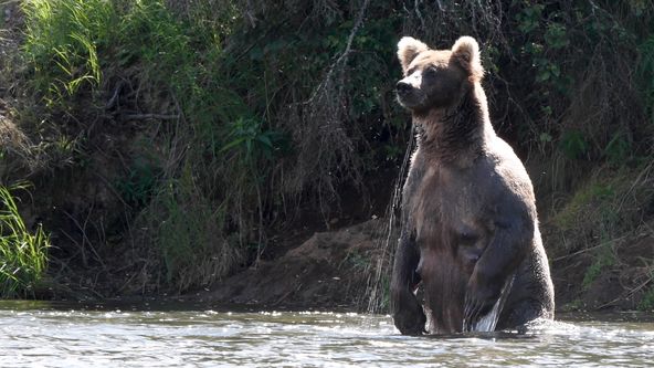 Medvědi, mistři v přežití