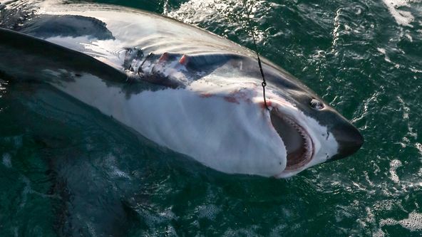 Velké rybářské dobrodružství II (1)