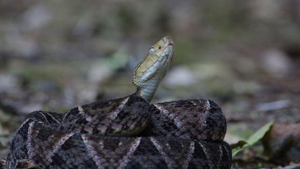 Středoamerická divočina (2)
