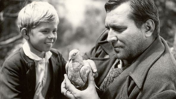 Pieseň o sivom holubovi