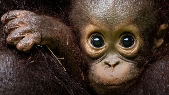 Poslední ráje na Zemi - Aljaška, Zázračná planeta