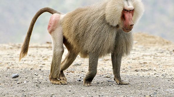 Extrémní útoky zvířat (1)