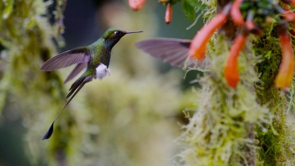 Zvířata vs přežití (1)