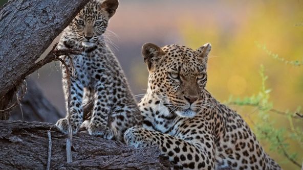 Příběhy z divočiny (2)