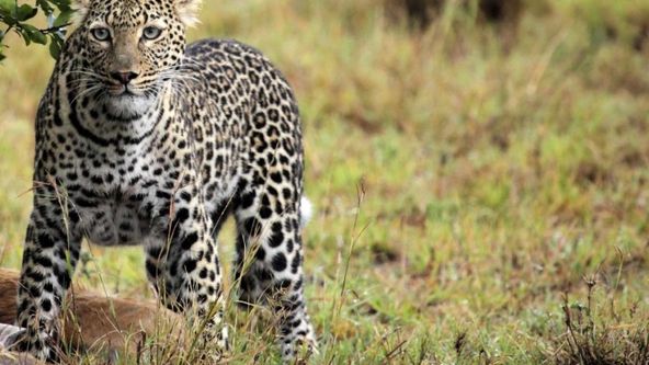 Africká velká pětka