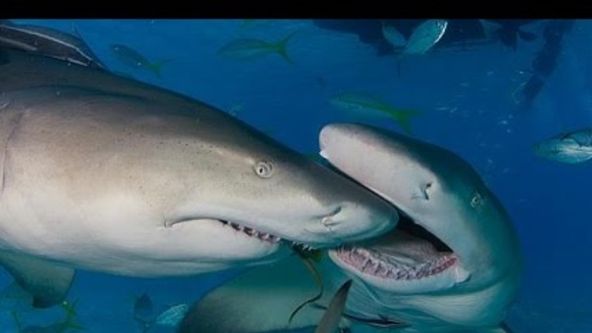 Žraloci kanibalové