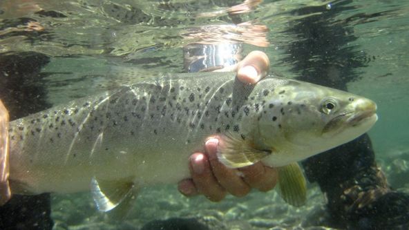 Za rybami světových moří