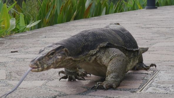 Rok v singapurské zahradě (1)