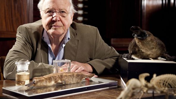 Přírodní kuriozity Davida Attenborougha (3)