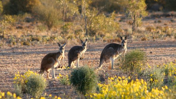 Austrálie z ptačí perspektivy