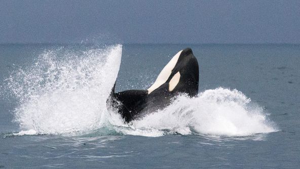 Kosatky: Na vlnách změny