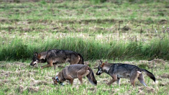 Delta Odry - divočina bez hranic