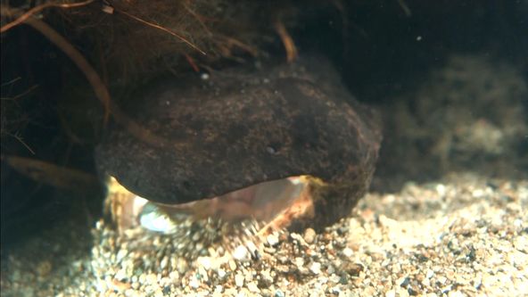 Království divočiny: Velemlok japonský, Japonsko