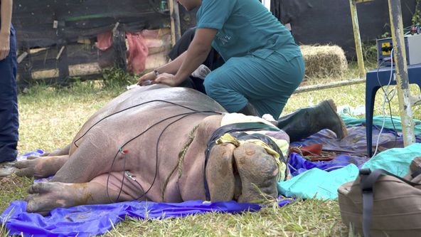 Zátah na Escobarovy hrochy