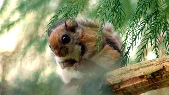 Království divočiny: Podzimní příroda v Okutamě