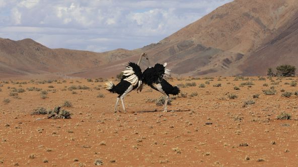 Námluvy ve světě zvířat (1/5)