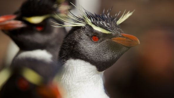Patagonie: Tajný ráj na Zemi (1)