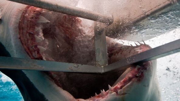 Šílená zvířata (4)