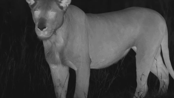 Afričtí noční lovci