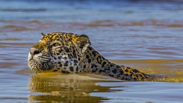 Jaguár vs. krokodýl