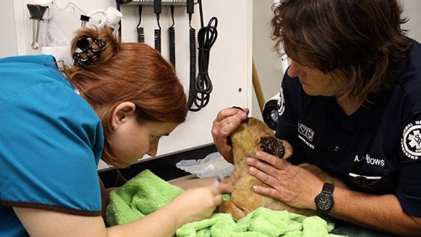 Veterinární policie Phoenix XV (2)