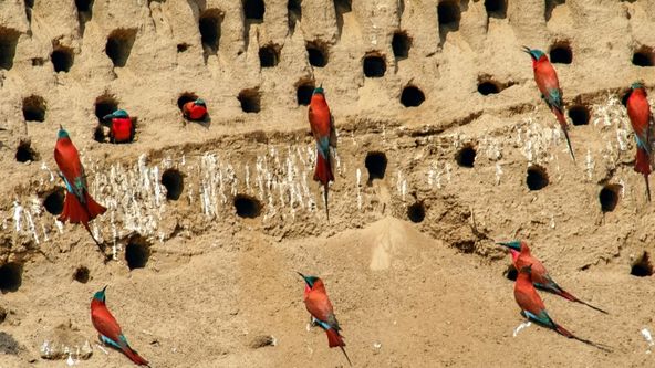 Adaptací k přežití (1)