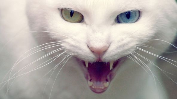 Má pekelná kočka V (2/9)