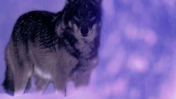 Divocí, chytří a smrtící (2)