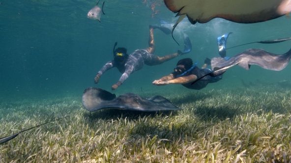 Hledání největšího kladivouna