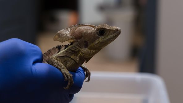 Veterináři z Nebrasky III (2)