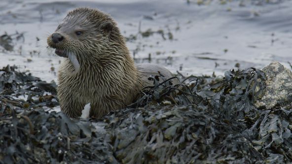 Skotsko: Rok v divočině (4)