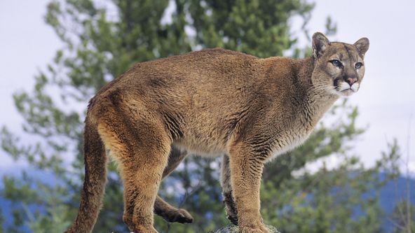 Stal jsem se kořistí II (2)