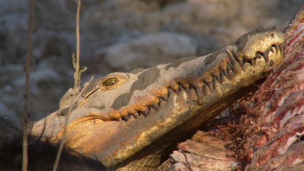 Velkolepá Afrika (3)