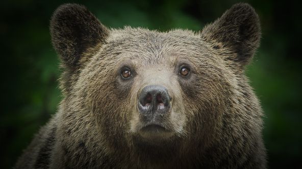 Transylvánští medvědi domácí