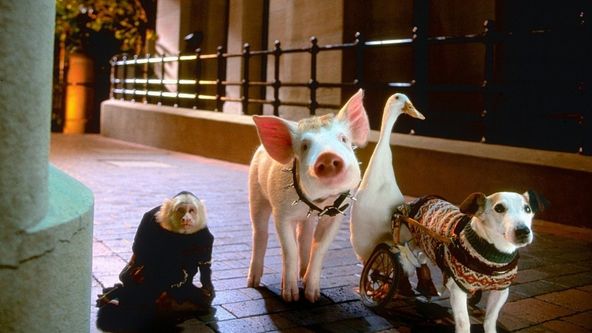 Babe: Prasátko ve městě