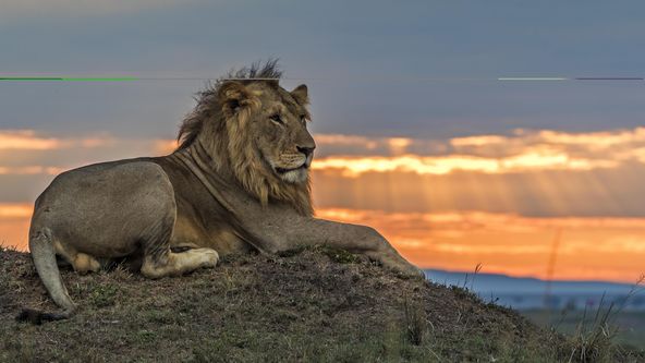 Příběhy velkých koček II (1)