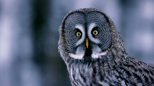 Divocí, chytří a smrtící (5)