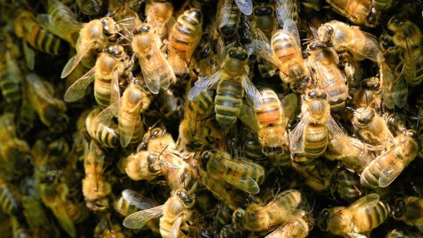 Šílená zvířata (4)