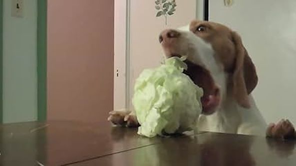 Najlepšie zvieratá na videu