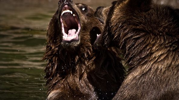 Zvířecí klub rváčů IV (2)