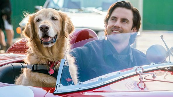 Enzo & die wundersame Welt der Menschen