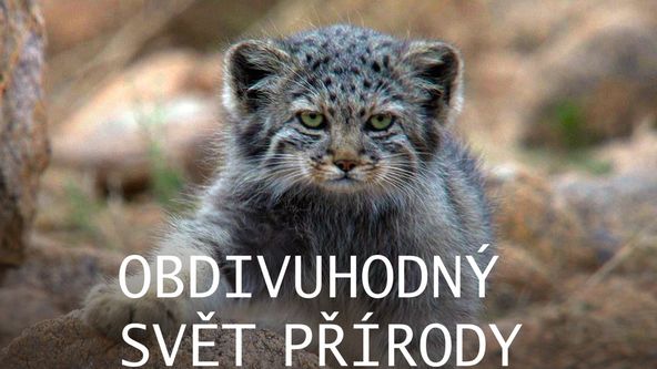 Krahujec menší, Japonsko, Království divočiny