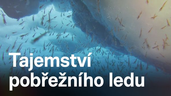 Tajemství pobřežního ledu