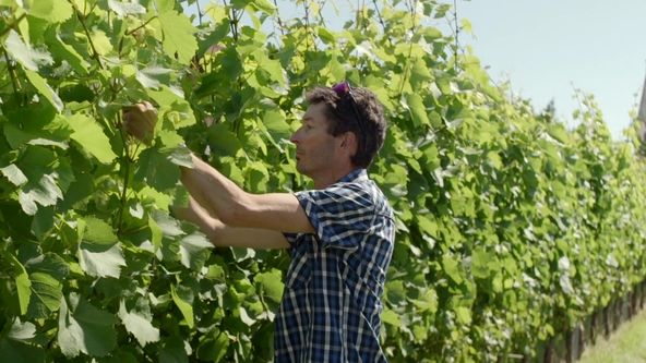 Milovníci vína (9/16)