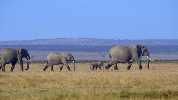 Zvířecí demokracie (1/2)